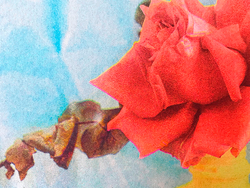 Impresión en risografía de la fotografía de Alejandra Amere que muestra unas flores en una garrafa de plástico